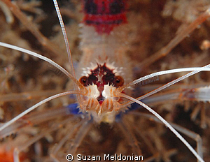 Banded Coral Shrimp face by Suzan Meldonian 